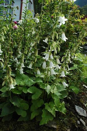 Campanula alliariifolia.jpg