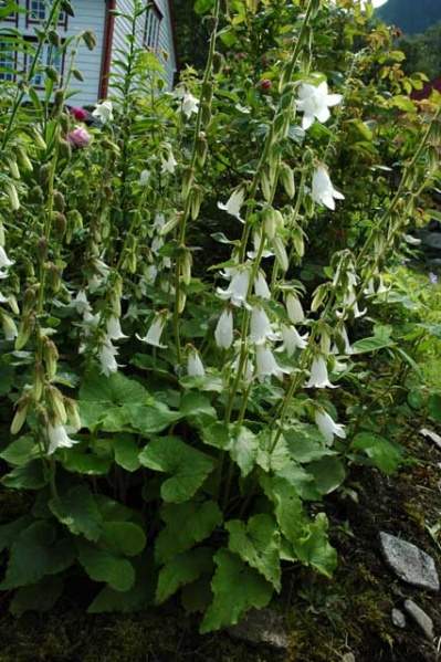 Archivo:Campanula alliariifolia.jpg