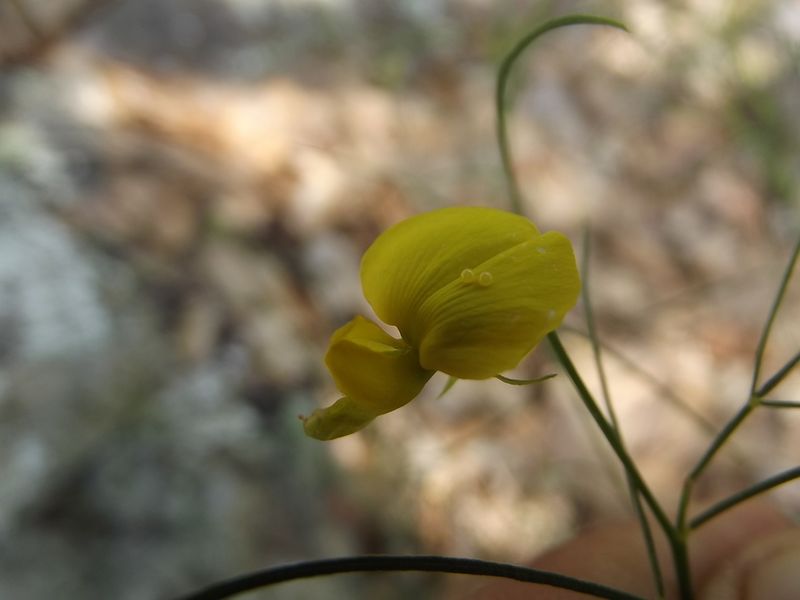 Archivo:Crotalaria filifolia 1.jpeg