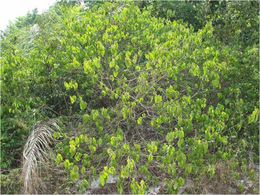 Croton campinarensis.jpg