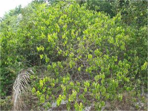 Croton campinarensis.jpg