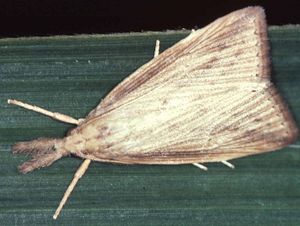 Diatraea.jpg