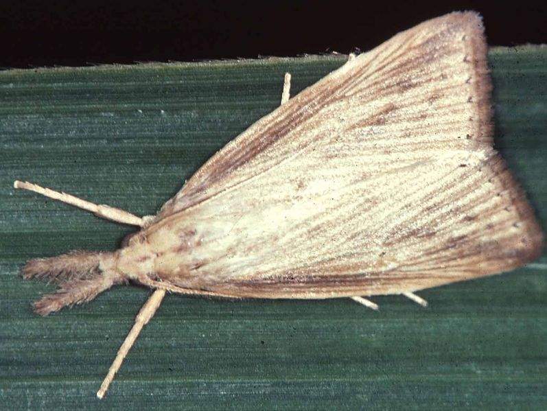 Archivo:Diatraea.jpg