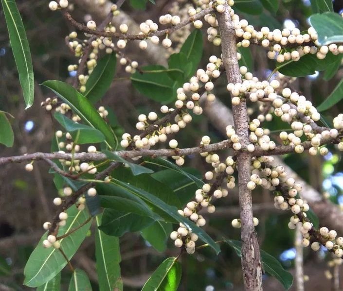Archivo:Ficus caulocarpa frutos 1.jpg