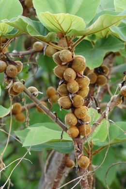Ficus esquiroliana.jpeg
