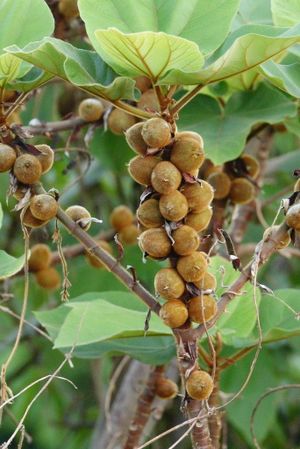 Ficus esquiroliana.jpeg