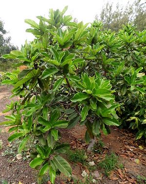 Ficus wildemaniana.JPG
