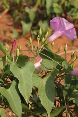 Ipomoea maurandioides 1.jpeg
