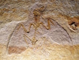 Liaoxiornis.JPG