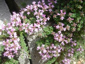 Thymus sp 3.JPG