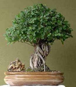 Ulmus-parvifolia-bonsai.jpg
