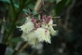 1024px-Epidendrum ilense JbotMtl.jpg