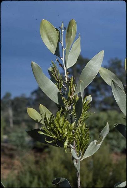 Archivo:Acacia laccata.jpg