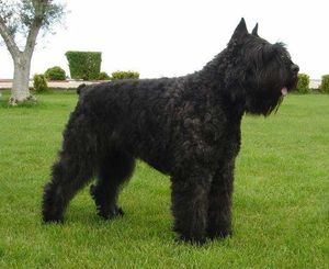 Boyero de Flandes lado.jpg