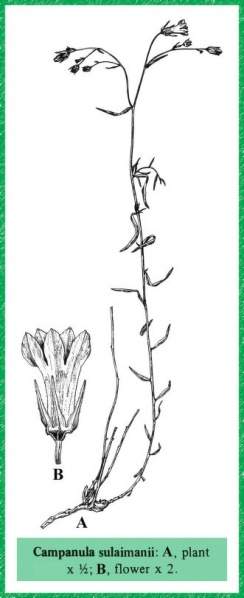 Archivo:Campanula sulaimanii.jpg