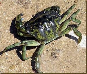 Cangrejo verde.jpg