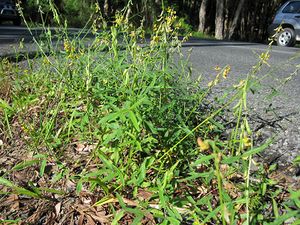 Crotalaria lanceolata.jpg