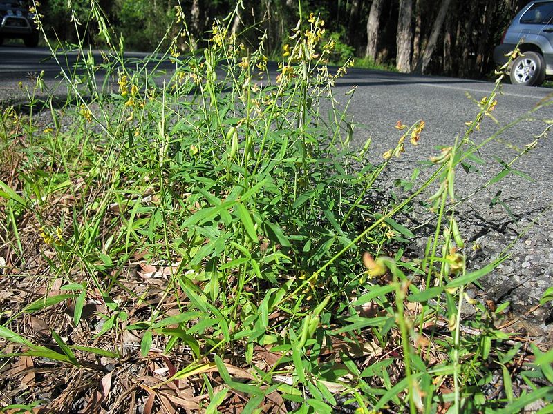 Archivo:Crotalaria lanceolata.jpg