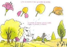 Dispersion del fruto y semillas.jpg