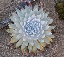 Dudleya brittonii.jpg