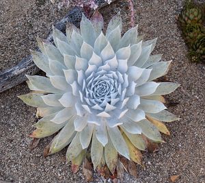 Dudleya brittonii.jpg