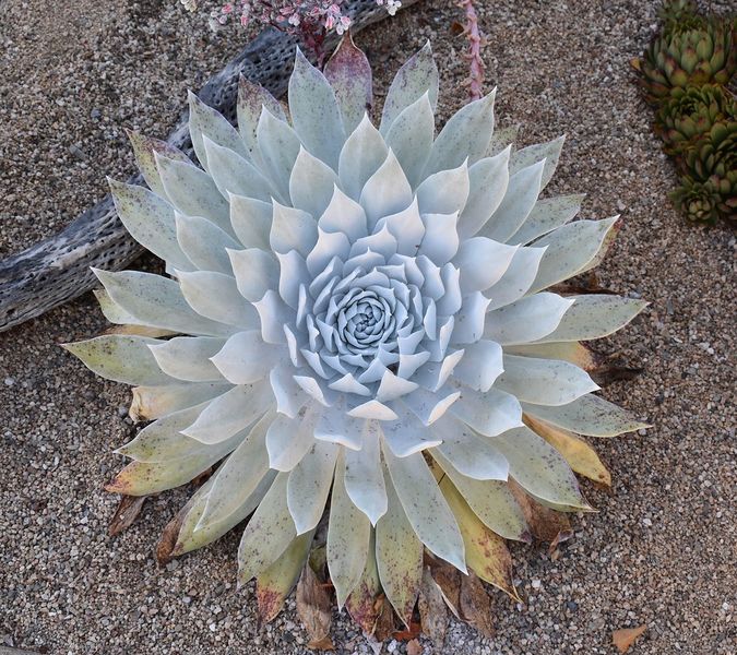 Archivo:Dudleya brittonii.jpg