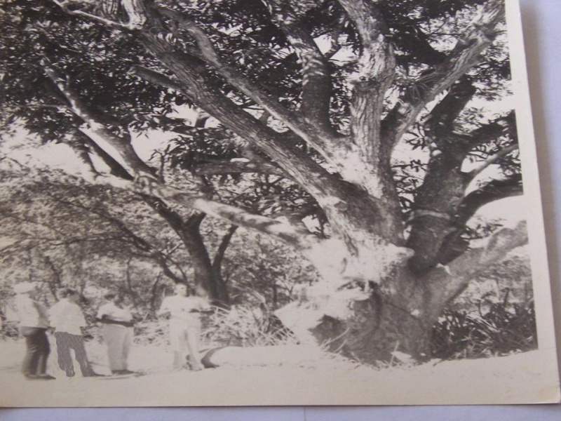 Archivo:Mata Mitologica.JPG
