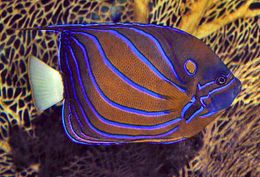 P annularis.jpg