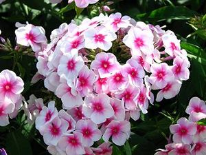 Phlox paniculata bicolor.JPG