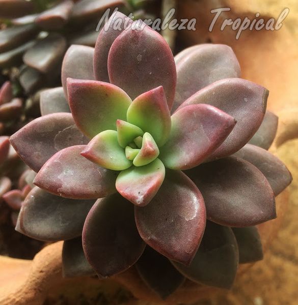 Archivo:Planta Crepúsculo.jpg