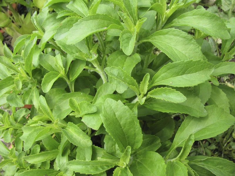 Archivo:Stevia.jpg