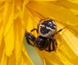 Synema-globosum.jpg