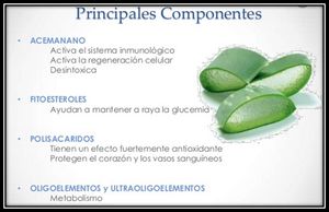 Acemananosabila.jpg
