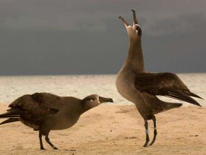 Albatros patas negras.jpg