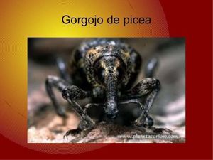 Animales-raros-27-728.jpg