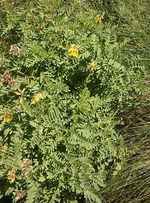 Astragalus penduliflorus.jpg