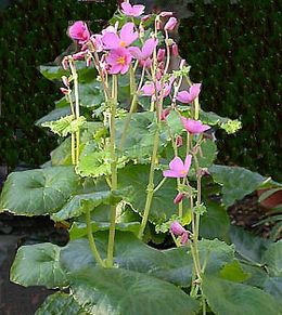 Begonia socotrana.jpg