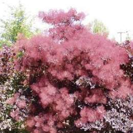 Cotinus.jpg