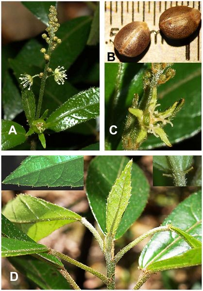 Archivo:Croton cerroazulensis 1.jpeg