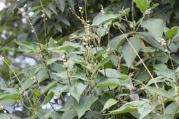 Croton xalapensis.jpg