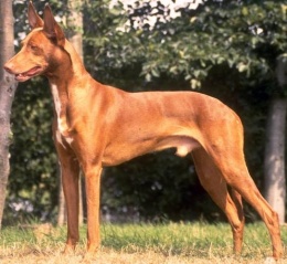 El Faraón Hound.JPG