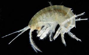 Gammarus.jpg