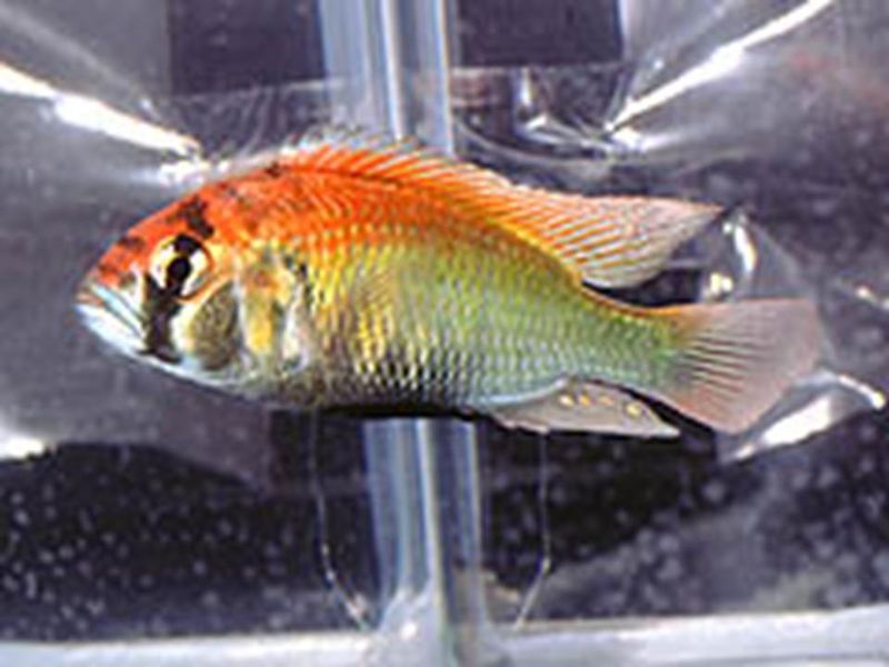 Archivo:Haplochromis sp Ruby Green2.JPG