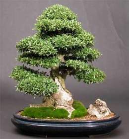 Ilex-crenata-bonsai.jpg