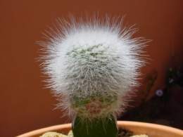 Parodia nivosa.jpg