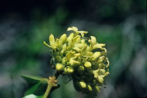 Aegiphila racemosa.jpg
