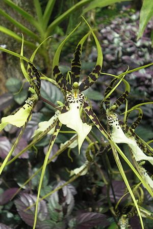 Brassia maculata 2 (Turnstange).jpg