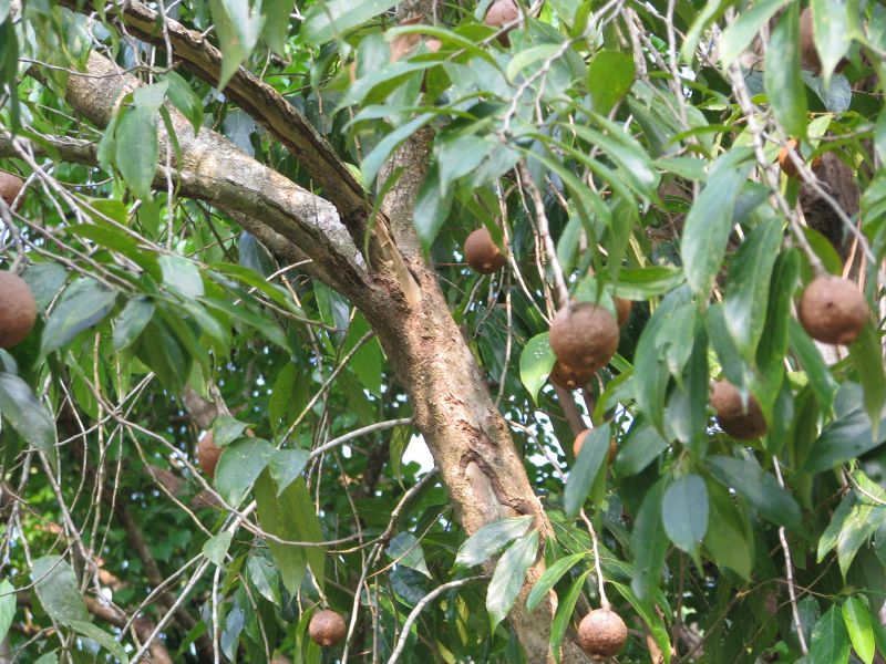 Archivo:Chaulmoogra-2.jpg