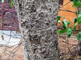 Dalbergia lanceolaria.jpg