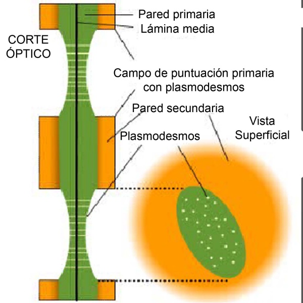 Archivo:Diagrama puntuación simple.JPG